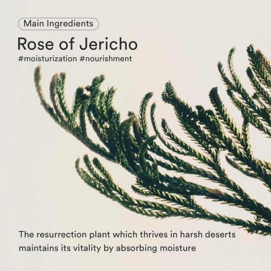 Abib Jericho Rose Bifida Serum Firming Drop 50ml